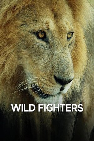 Wild Fighters Poster